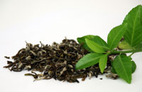 Better metabolic rates with Green Tea